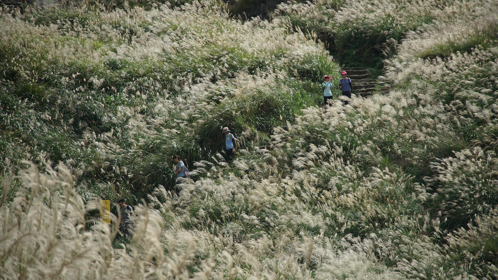 陽明山》七星山主峰路線及登山口整理,小油坑、冷水坑登山步道 - 第13張圖 芒草季的小油坑步道,美不勝收