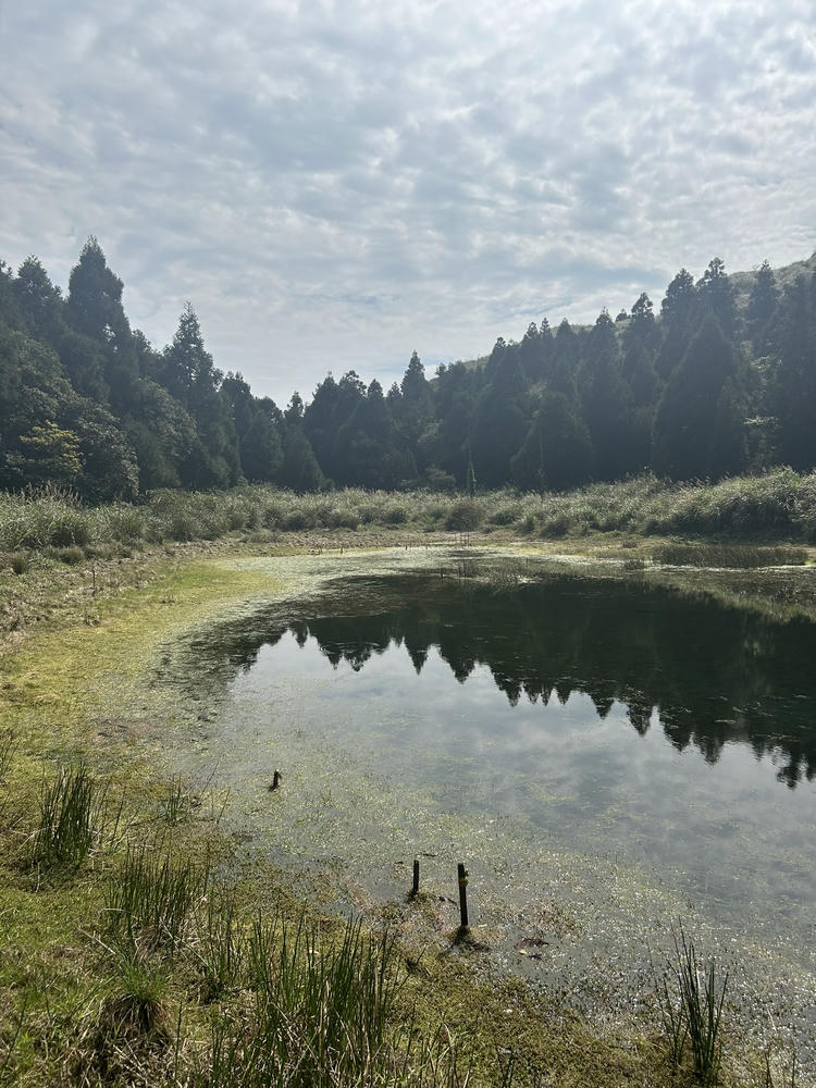 陽明山》七星山主峰路線及登山口整理,小油坑、冷水坑登山步道 - 第6張圖 雨季的夢幻湖,樹林的倒影會落在湖面上
